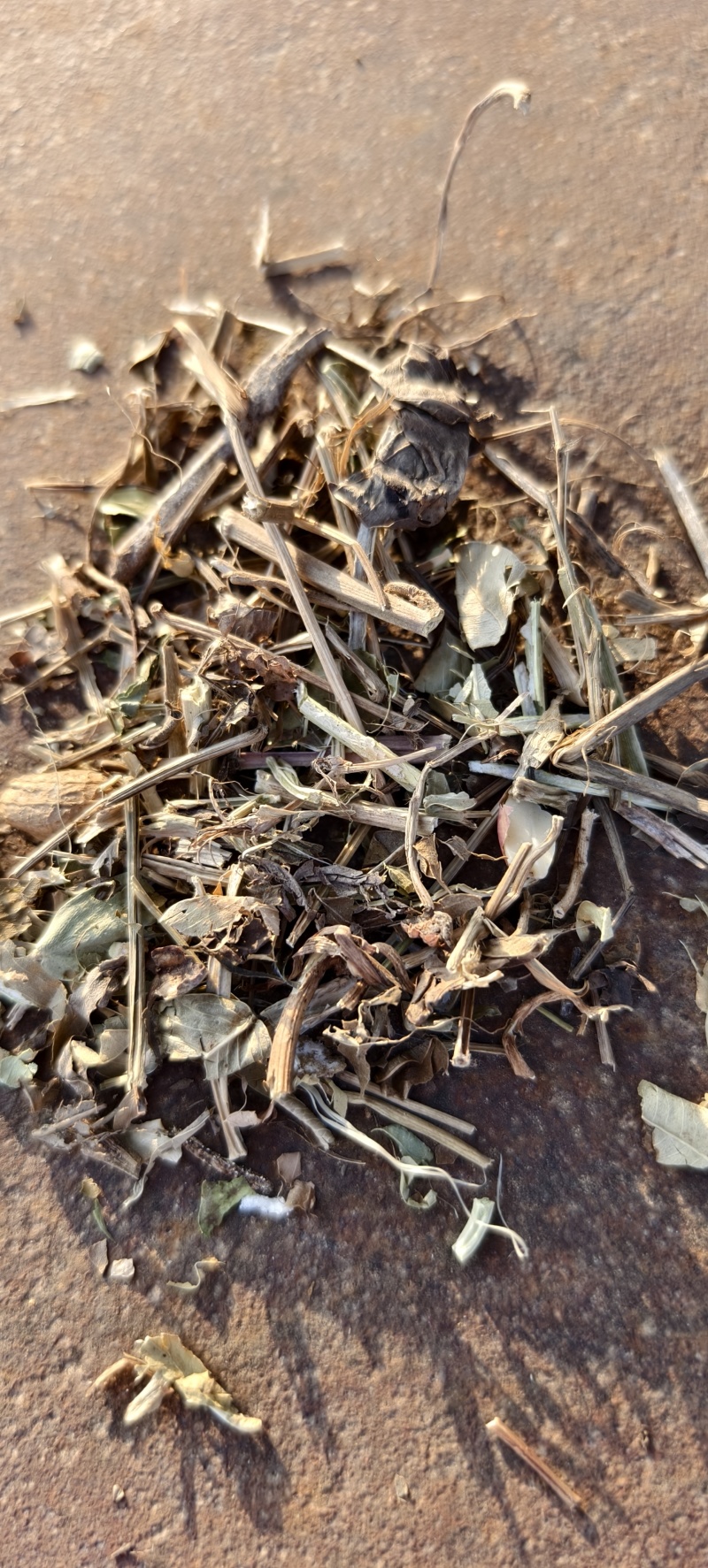 湖北襄阳地区出售花生秧