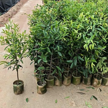 岭南黄金山竹树苗超大果清甜耐寒耐冻难北方可种植，