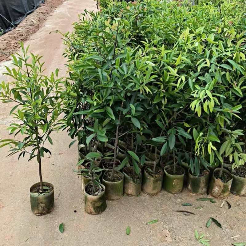 岭南黄金山竹树苗超大果清甜耐寒耐冻难北方可种植，