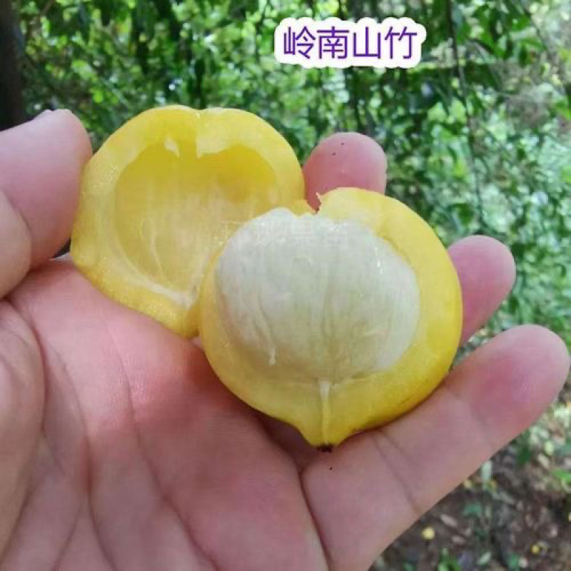 岭南黄金山竹树苗超大果清甜耐寒耐冻难北方可种植，