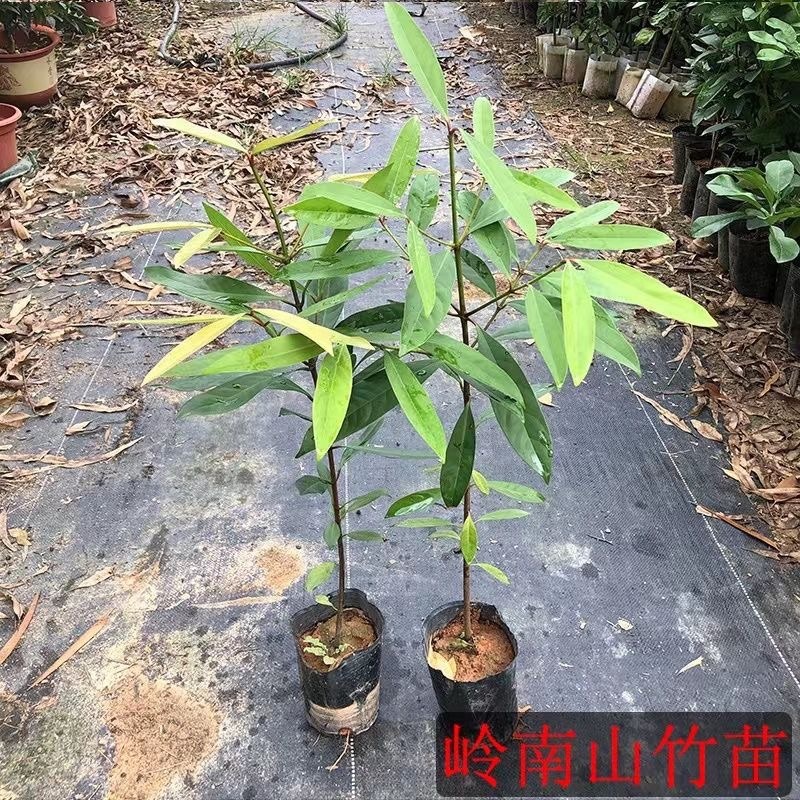 岭南黄金山竹树苗超大果清甜耐寒耐冻难北方可种植，