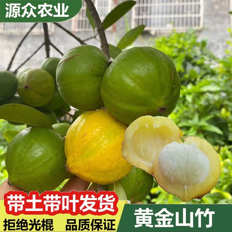 岭南黄金山竹树苗超大果清甜耐寒耐冻难北方可种植，