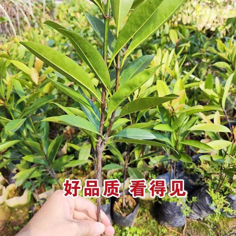 岭南黄金山竹树苗超大果清甜耐寒耐冻难北方可种植，