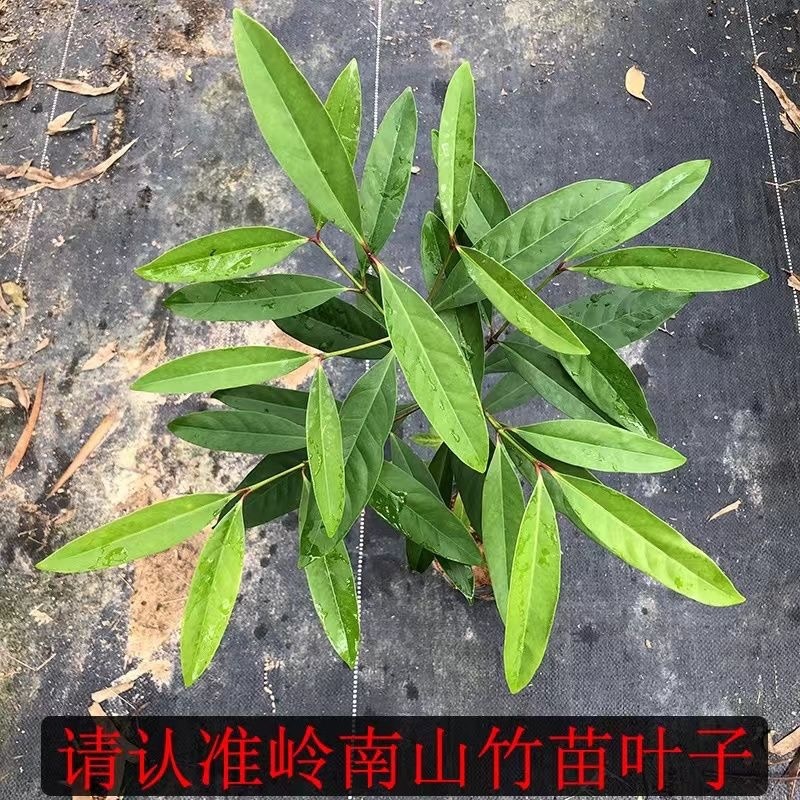 岭南黄金山竹树苗超大果清甜耐寒耐冻难北方可种植，