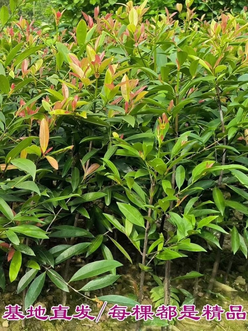 岭南黄金山竹树苗超大果清甜耐寒耐冻难北方可种植，