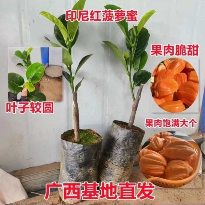 新品种印尼红肉菠萝蜜树苗超甜品种带土带叶发货