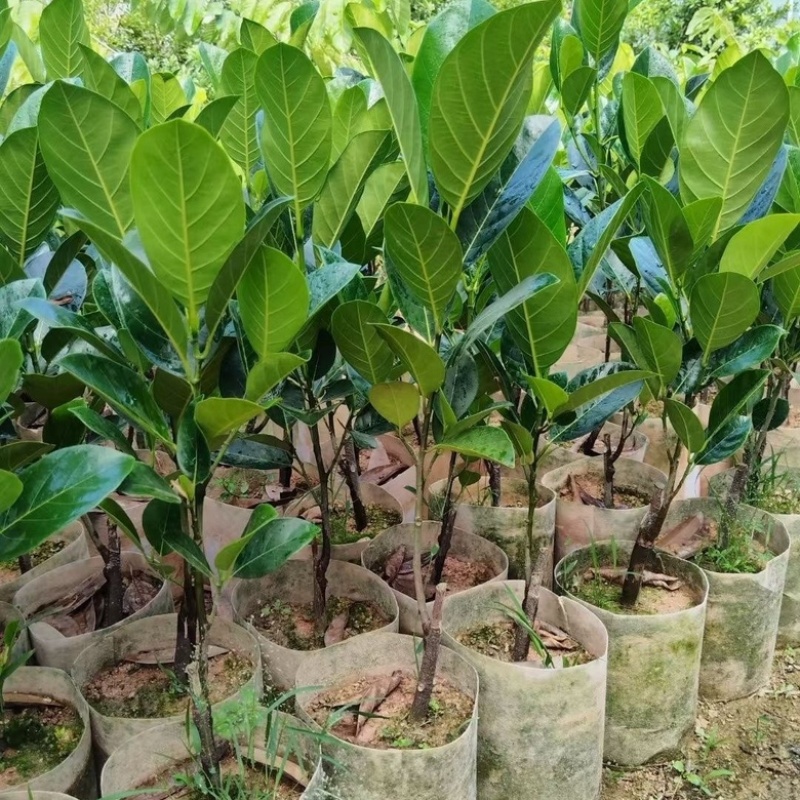 新品种印尼红肉菠萝蜜树苗超甜品种带土带叶发货