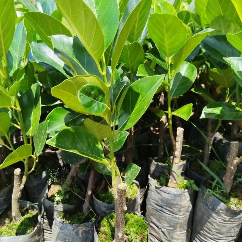 新品种印尼红肉菠萝蜜树苗超甜品种带土带叶发货