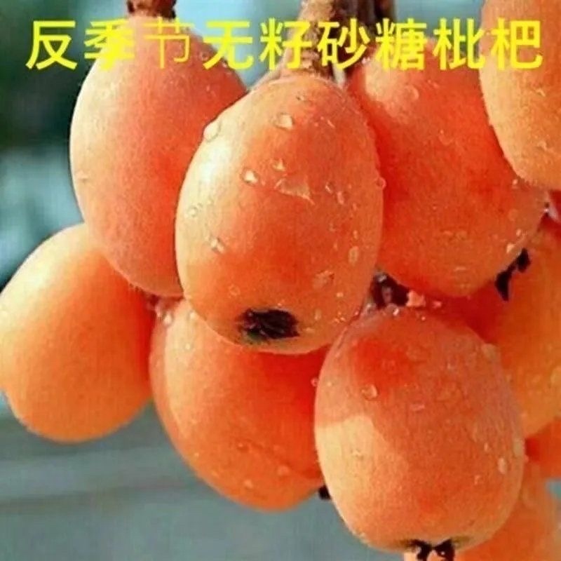 嫁接新品种枇杷树苗大果反季节无籽砂糖枇杷树苗12成熟