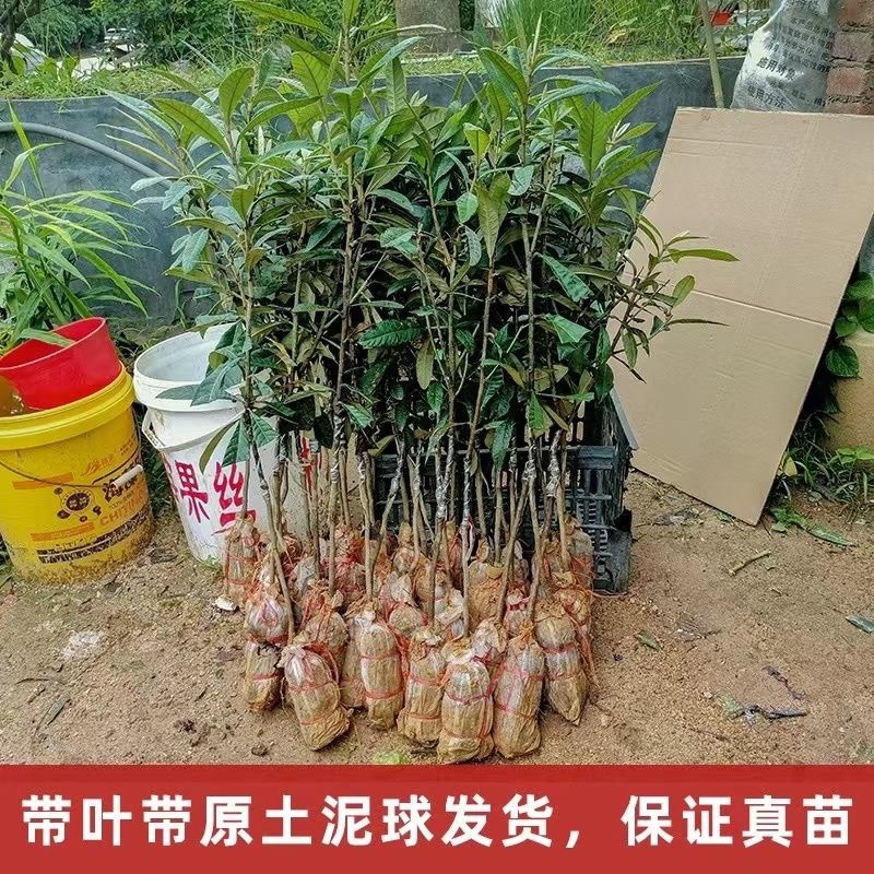 嫁接新品种枇杷树苗大果反季节无籽砂糖枇杷树苗12成熟