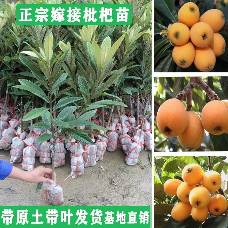 嫁接新品种枇杷树苗大果反季节无籽砂糖枇杷树苗12成熟