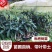 嫁接新品种枇杷树苗大果反季节无籽砂糖枇杷树苗12成熟