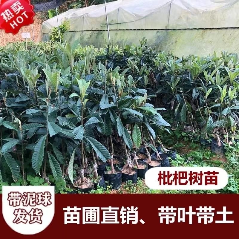 嫁接新品种枇杷树苗大果反季节无籽砂糖枇杷树苗12成熟