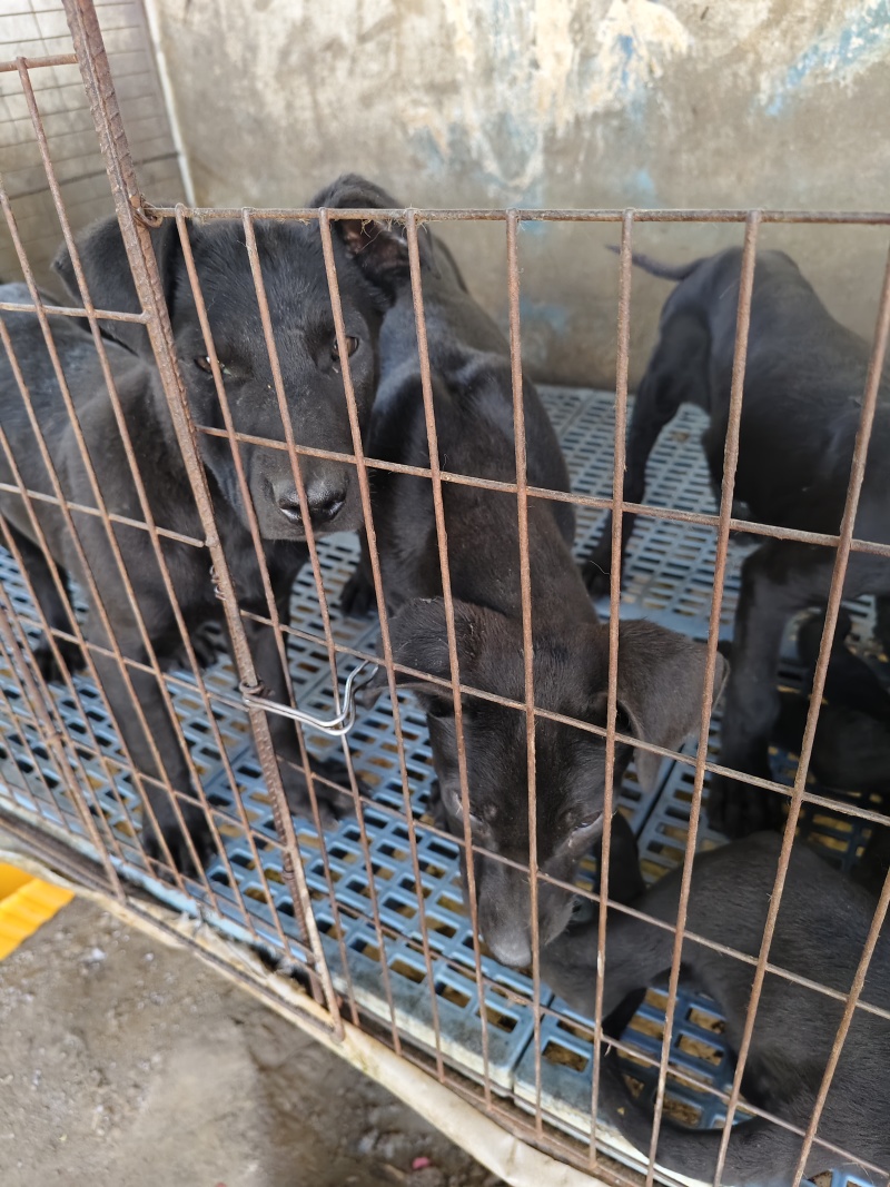 黑狼要的联系