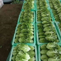 意大利生菜上市啦。市场，电商，超市美团拼多多等等！