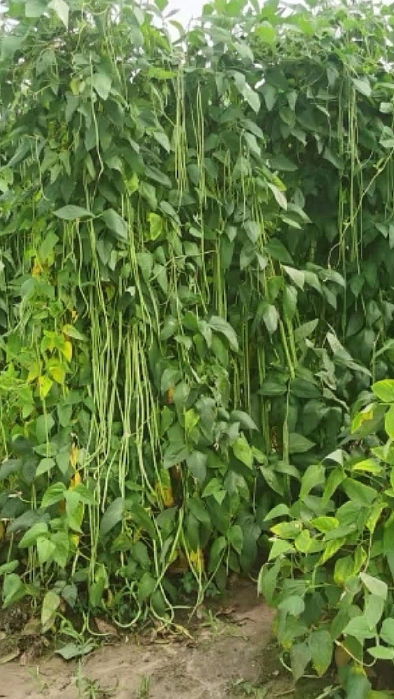 豇豆种子豇山醉美亮绿白条长豇豆厚肉多荚翻花快春夏秋植