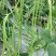 豇豆种子豇山醉美亮绿白条长豇豆厚肉多荚翻花快春夏秋植