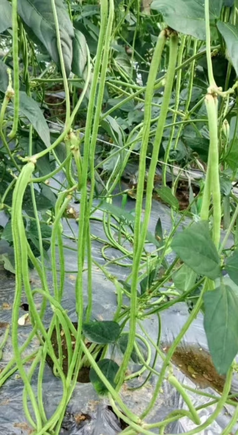 豇豆种子豇山醉美亮绿白条长豇豆厚肉多荚翻花快春夏秋植