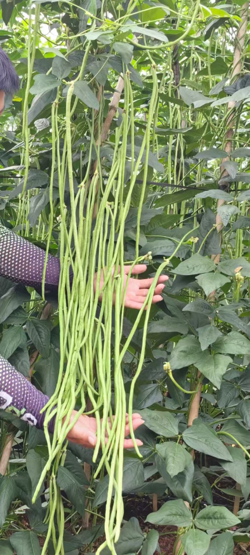 豇豆种子豇山醉美亮绿白条长豇豆厚肉多荚翻花快春夏秋植