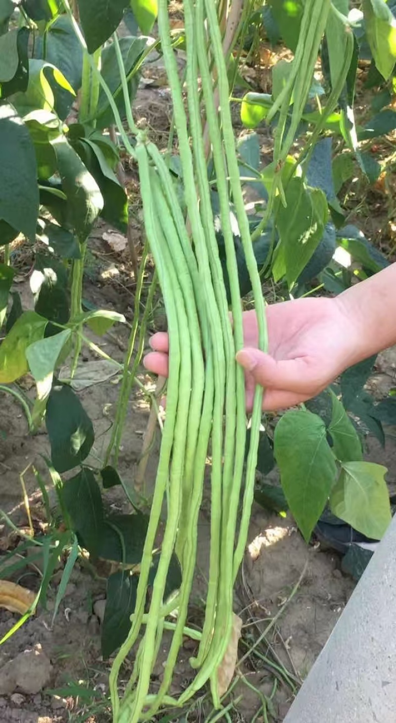 豇豆种子豇山醉美亮绿白条长豇豆厚肉多荚翻花快春夏秋植