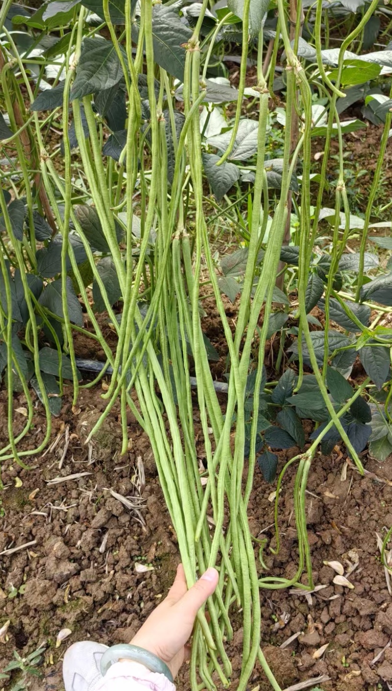 豇豆种子豇山醉美亮绿白条长豇豆厚肉多荚翻花快春夏秋植