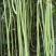 豇豆种子豇山醉美亮绿白条长豇豆厚肉多荚翻花快春夏秋植