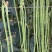 豇豆种子豇山醉美亮绿白条长豇豆厚肉多荚翻花快春夏秋植