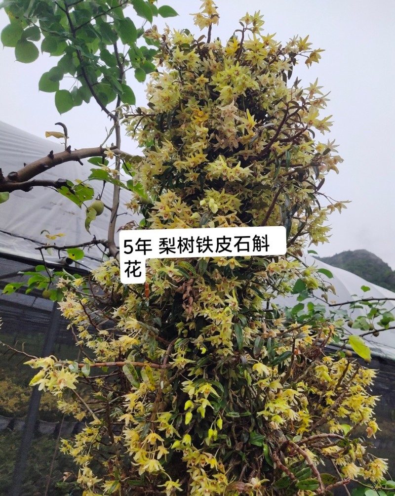 乐清露天梨树铁皮石斛鲜条、石斛苗、石斛鲜花