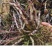 乐清露天梨树铁皮石斛鲜条、石斛苗、石斛鲜花