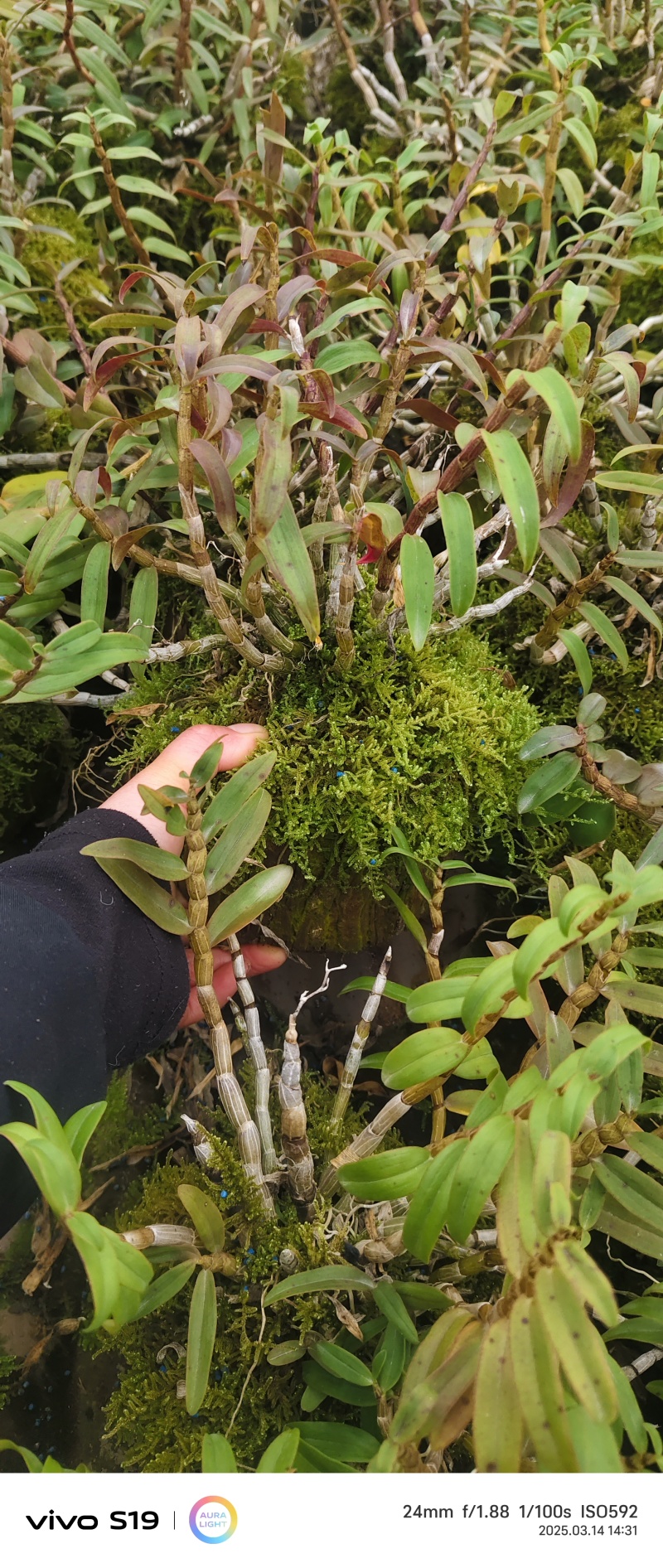 乐清露天梨树铁皮石斛鲜条、石斛苗、石斛鲜花