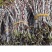 乐清露天梨树铁皮石斛鲜条、石斛苗、石斛鲜花