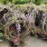 直销紫藤1米5一3米高爬藤植物园林绿化