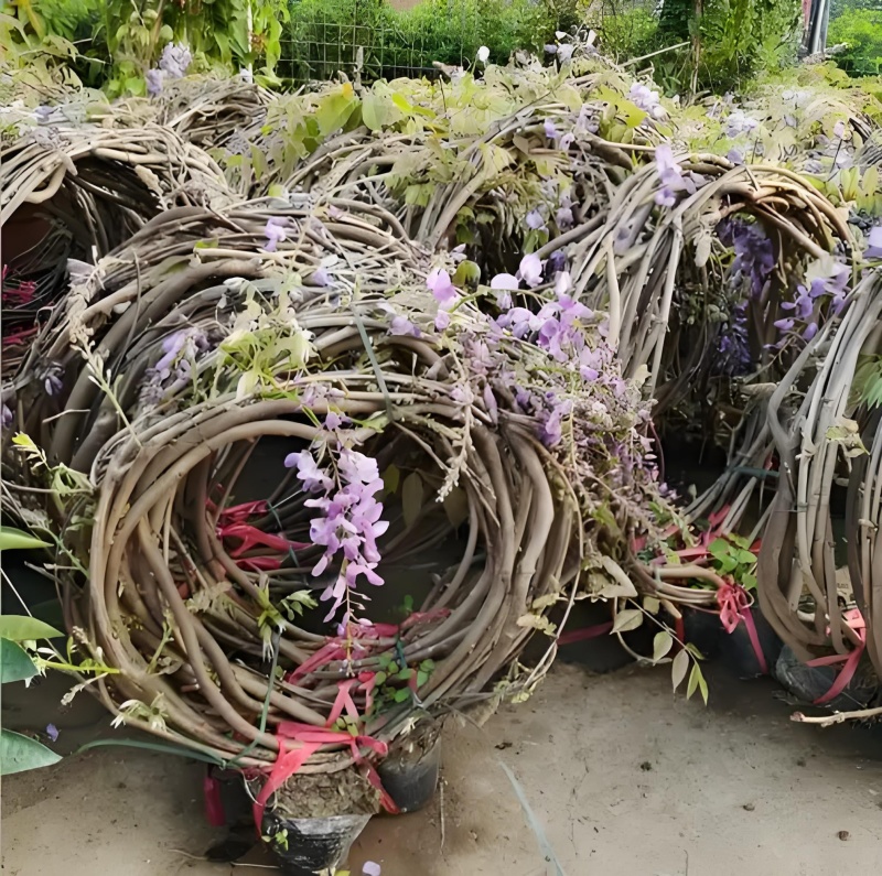 直销紫藤1米5一3米高爬藤植物园林绿化