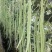 豇豆种子豇山醉美亮绿白条长豇豆厚肉多荚翻花快春夏秋植