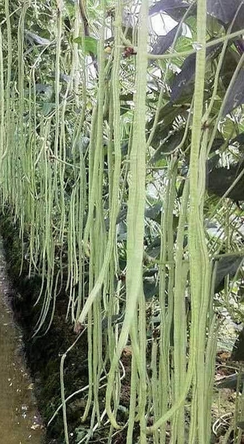 豇豆种子豇山醉美亮绿白条长豇豆厚肉多荚翻花快春夏秋植