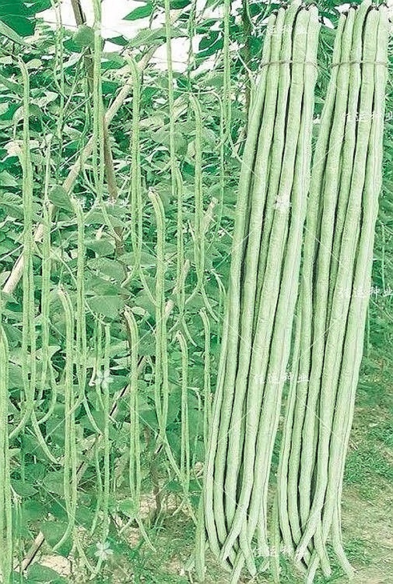 豇豆种子豇山醉美亮绿白条长豇豆厚肉多荚翻花快春夏秋植