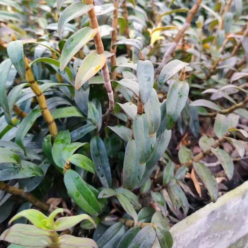 2025种植季节露天铁皮石斛苗可绑树仿野种植正在大量拔