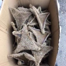 养殖场出货，需要货的老板可以通过一亩田电话联系我。