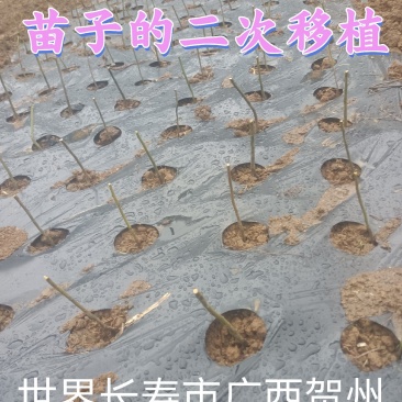 长寿市广西贺州改良山苍子木姜子山胡椒苗