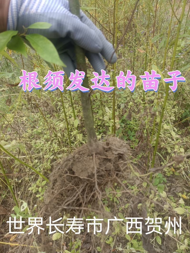 长寿市广西贺州改良山苍子木姜子山胡椒苗