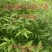 长寿市广西贺州改良山苍子木姜子山胡椒苗
