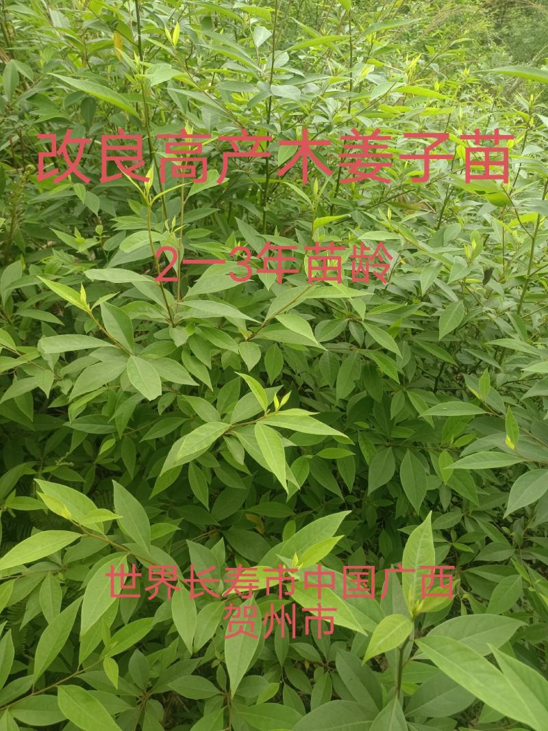 长寿市广西贺州改良山苍子木姜子山胡椒苗