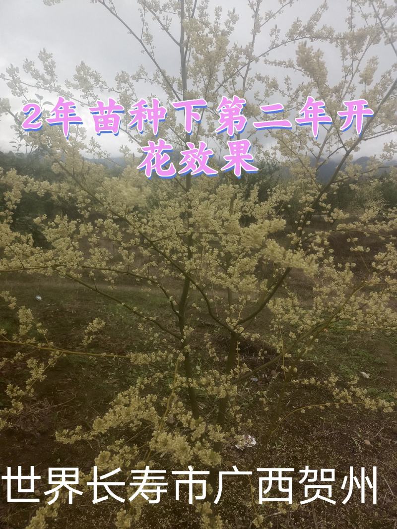 长寿市广西贺州改良山苍子木姜子山胡椒苗