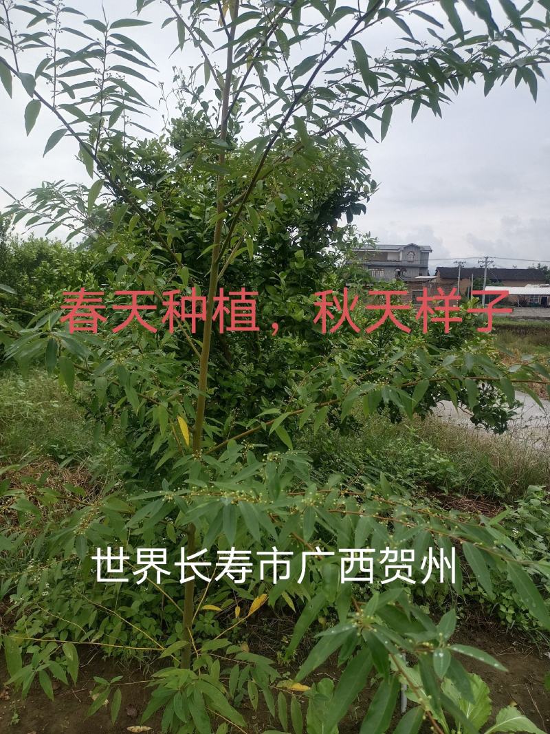 长寿市广西贺州改良山苍子木姜子山胡椒苗