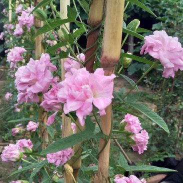 缠枝牡丹