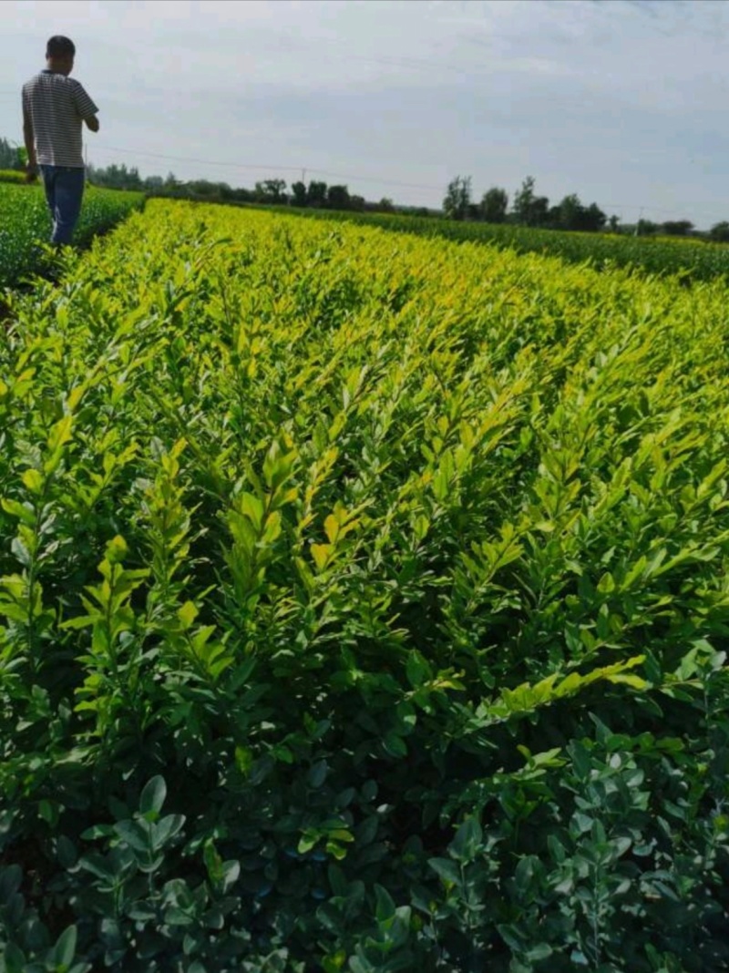 基地大量出售高30-1米水蜡苗