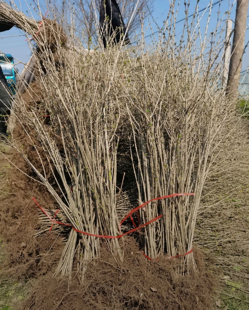 基地大量出售高30-1米水蜡苗