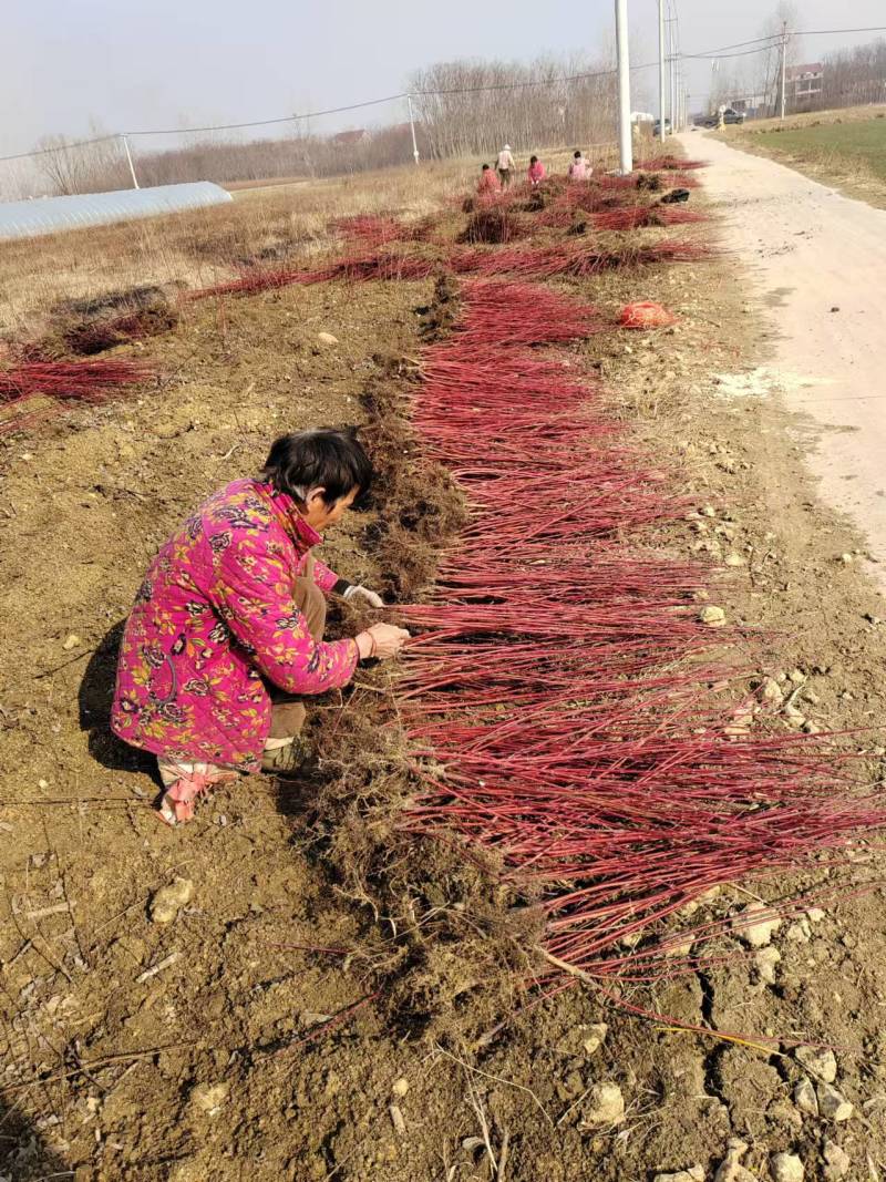 基地大量出售高度30-40厘米红瑞木