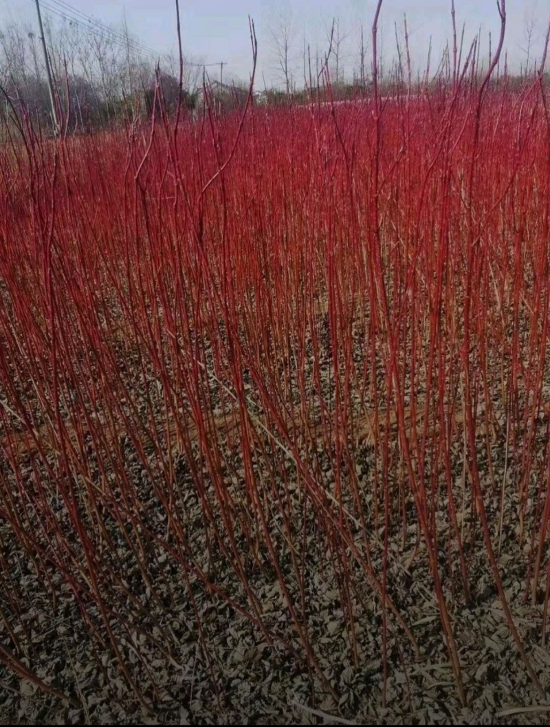 基地大量出售高度30-40厘米红瑞木