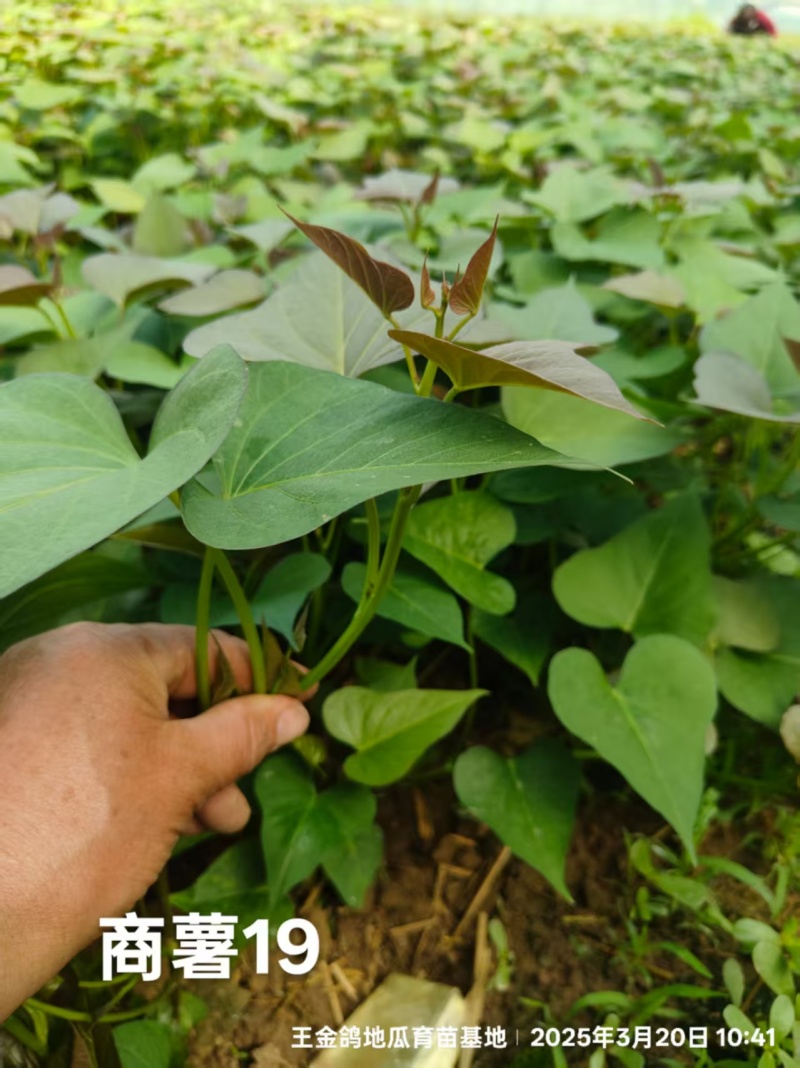 冷棚原种商薯19，基地供苗，一手货源价格合适